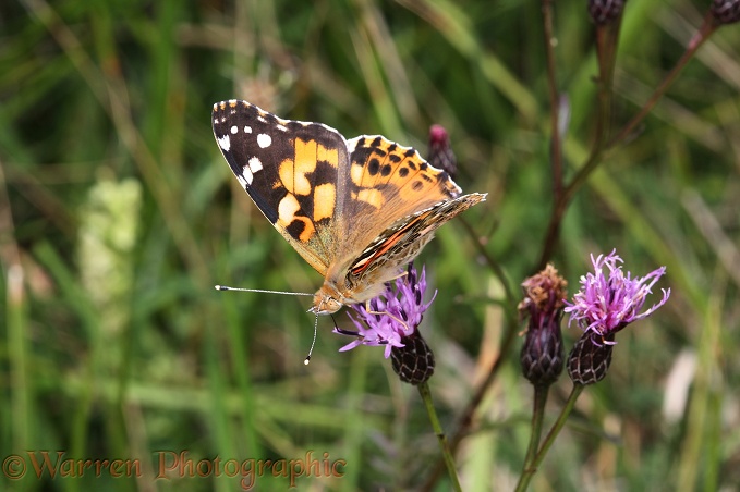 Painted Lady Butterfly (Cynthia cardui) feeding on Sawwort (Serratula tinctoria) on chalk downland.  Europe