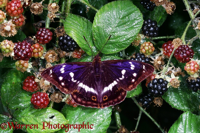 Purple Emperor Butterfly (Apatura iris) on ripening Bramble berries