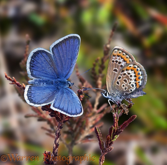 Silver-studded Blue Butterfly (Plebejus argus) male and female on heather.  Europe