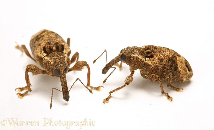 Tropical weevil (unidentified).  Trinidad, white background