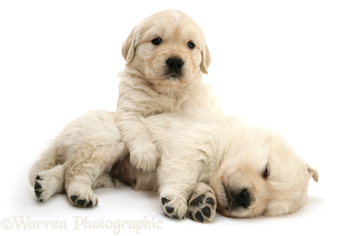 Two sleepy Golden Retriever pups, white background