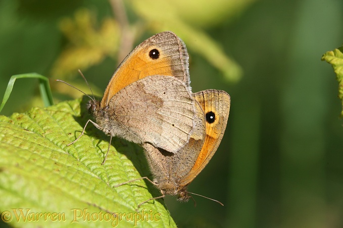 Meadow Brown Butterfly (Maniola jurtina) mated pair.  Europe