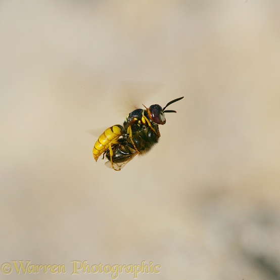 Bee-killer Wasp (Philanthus triangulum) female flying with honey bee prey, searching for its burrow