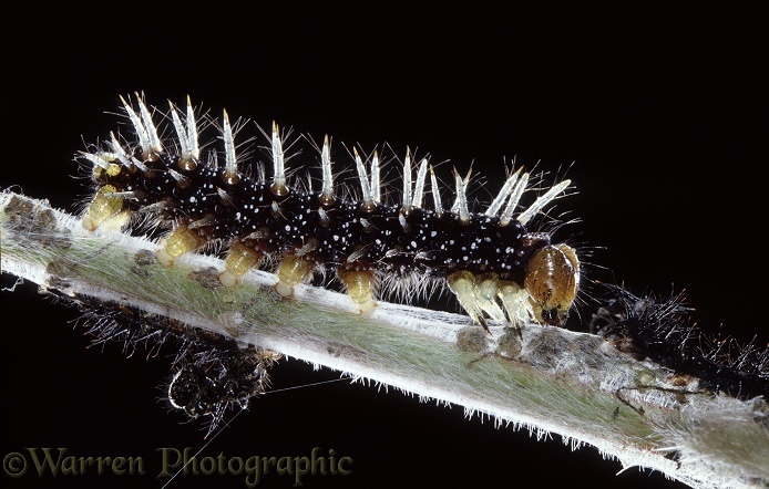 Peacock Butterfly (Inachis io) caterpillar just after moulting.  Europe