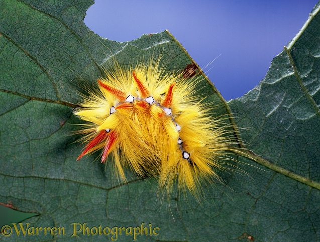 Sycamore Moth (Acronicta aceris) caterpillar.  Europe