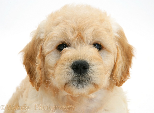 Miniature Goldendoodle pup, 7 weeks old, white background