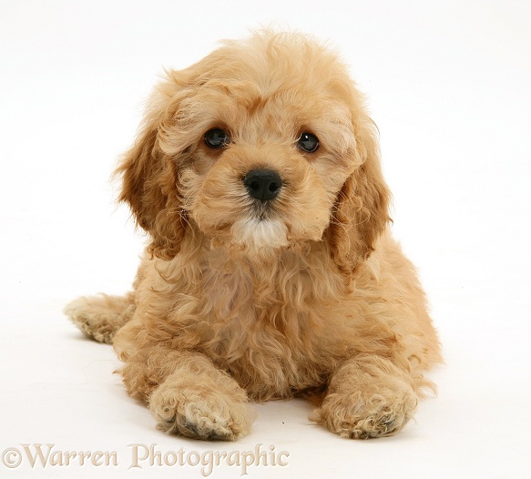 American Cockapoo puppy, 8 weeks old, white background