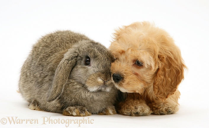 American Cockapoo puppy, 8 weeks old, with agouti Lop rabbit, white background