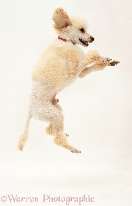 Miniature Apricot Poodle, Murphy, leaping, white background