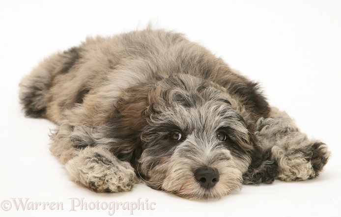 Blue merle Cadoodle pup (Collie x Poodle), Kizzy, 12 weeks old, white background