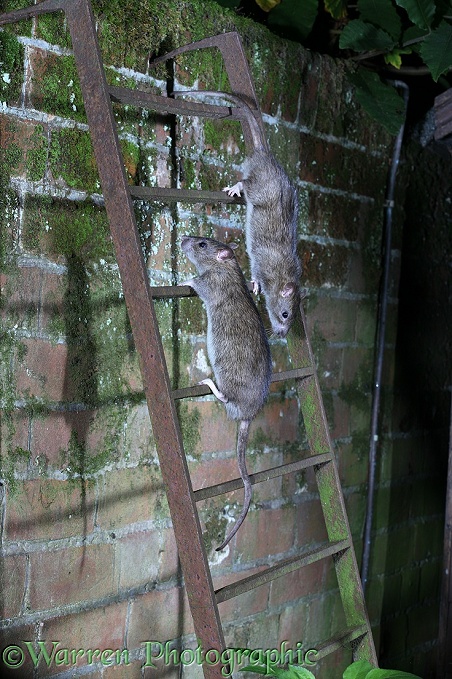 Brown Rats (Rattus norvegicus) using an iron ladder over a wall.  Worldwide