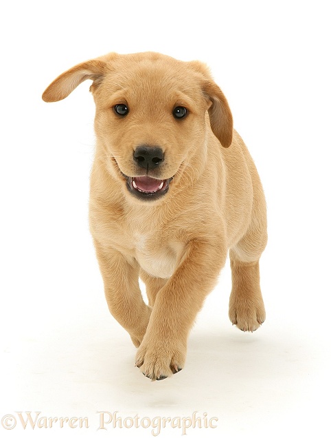 Yellow Labrador Retriever pup, 8 weeks old, running, white background