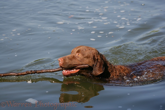 Chesapeake Bay Retriever dog, Teague, retrieving a stick from water