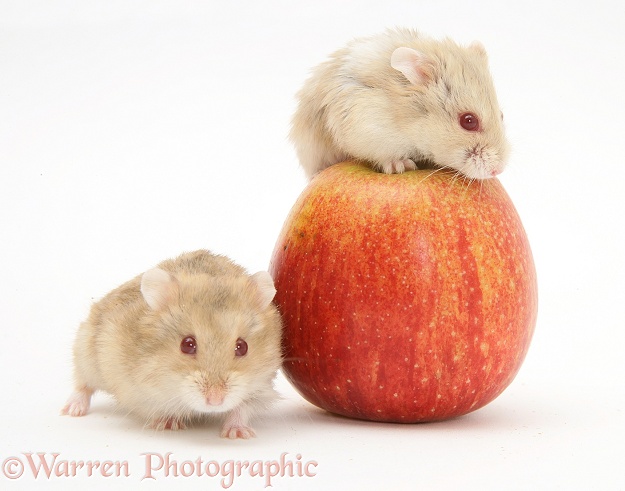 Two Dwarf Russian Hamsters (Phodopus sungorus) with an apple, white background