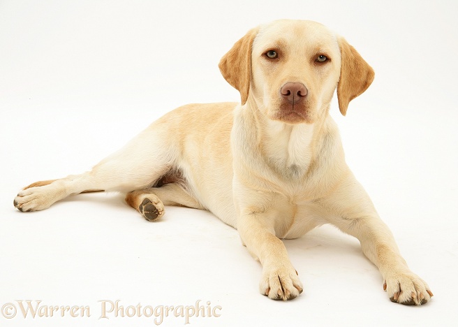 Yellow Labrador Retriever Millie, 1 year old, white background