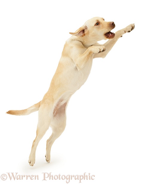 Yellow Labrador Retriever Millie, 1 year old, leaping, white background