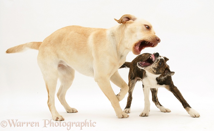 Yellow Labrador Retriever, Millie, playing with mongrel pup, Brec, white background