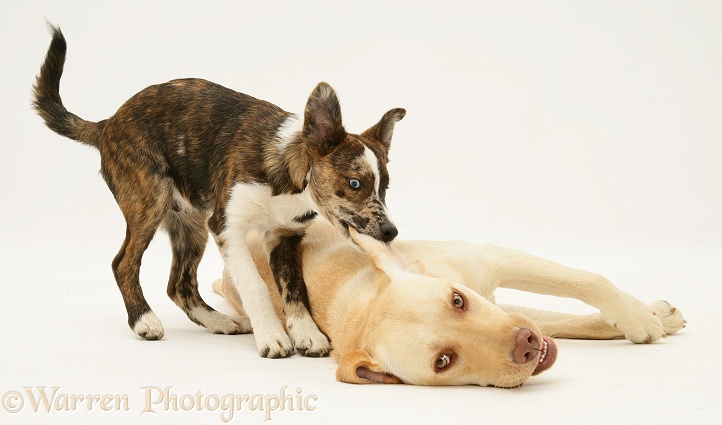 Yellow Labrador Retriever, Millie, playing with mongrel pup, Brec, white background