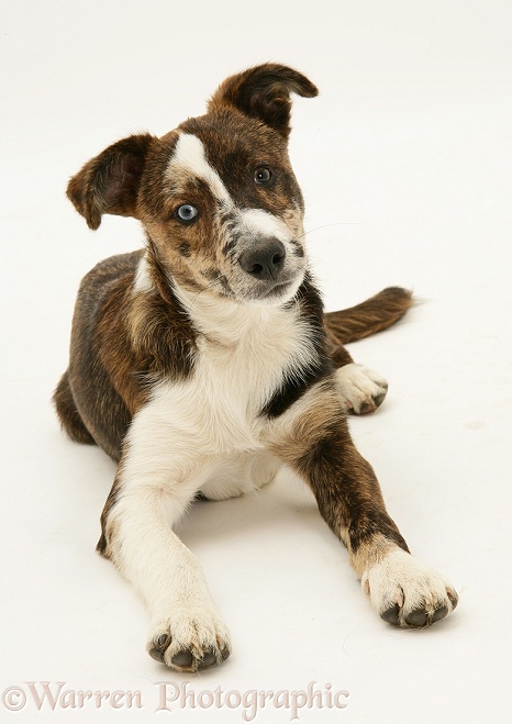 Brindle-and-white Odd-eyed mongrel pup, Brec, white background