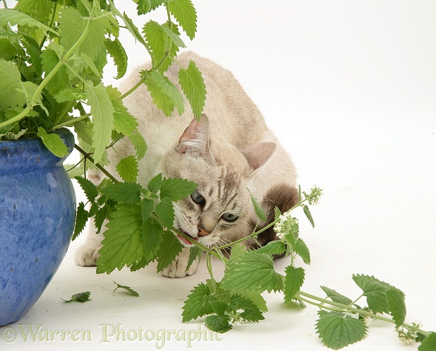 Bengal x Birman cat, Spice, eating a catmint / catnip plant, white background