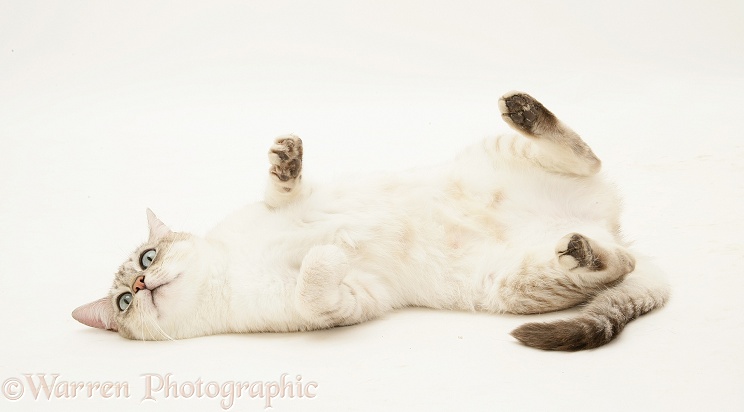 Bengal x Birman cat, Spice, rolling playfully, white background