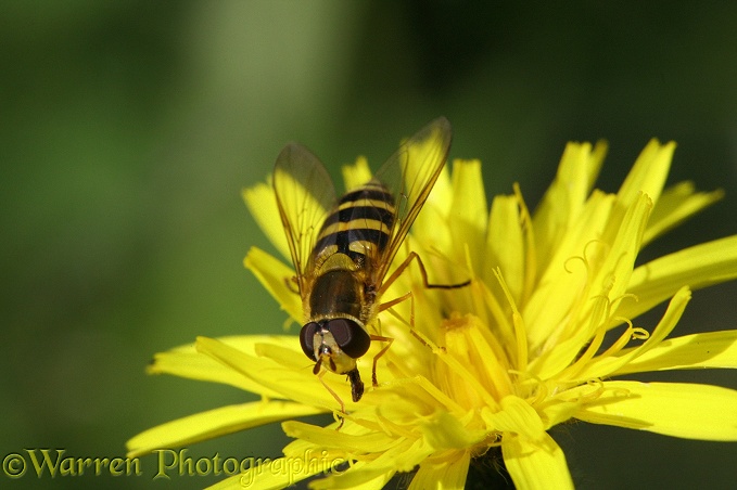 Hoverfly (Syrphus vitripennis) female feeding on hawkweed