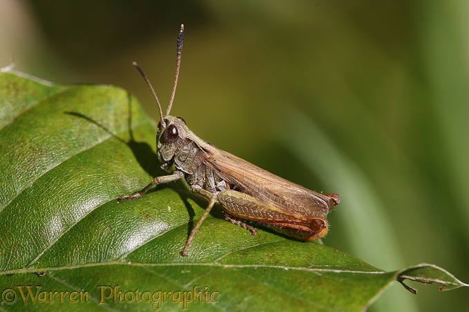 Rufous Grasshopper (Gomphocerippus rufus) male sunning on beech leaf in September.  Europe