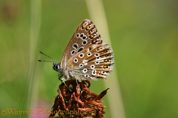 Adonis Blue Butterfly (Lysandra bellargus) female at rest on a clover dead head.  Europe