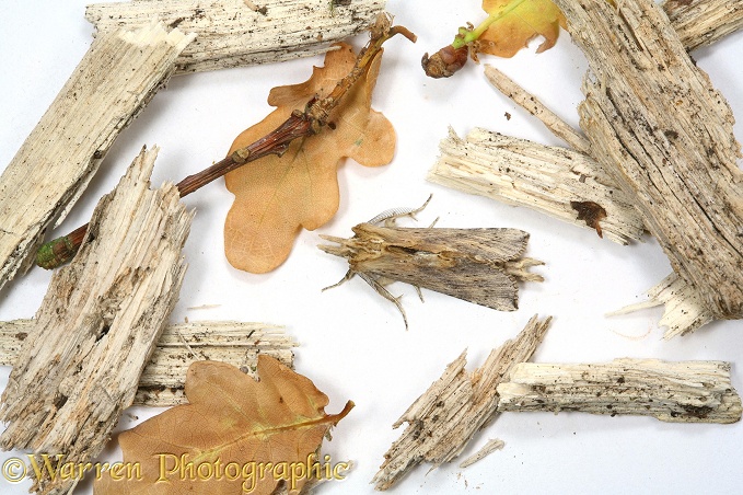 Pale Prominent Moth (Pterostoma palpina) with forest floor debris to show camouflage.  Europe, white background
