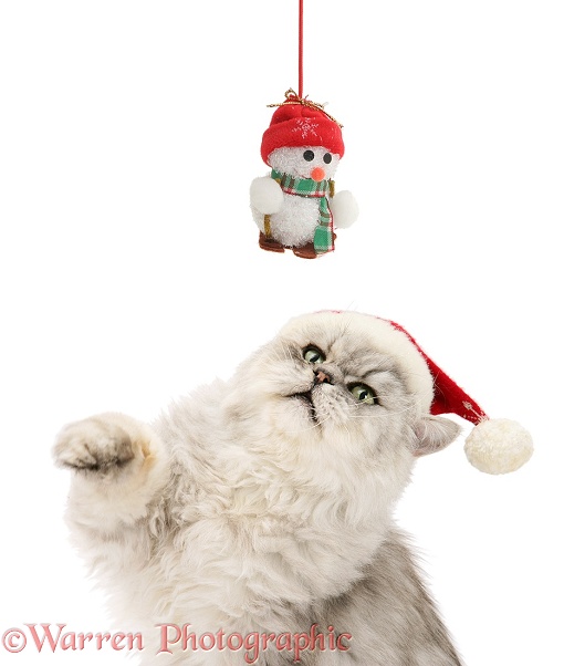Silver tabby chinchilla Persian male cat Cosmos, wearing a Father Christmas hat and trying to swipe a hanging snowman toy, white background