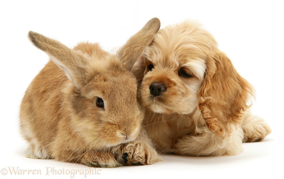 Buff American Cocker Spaniel pup, China, 10 weeks old, with Sandy Lionhead-cross rabbit, white background