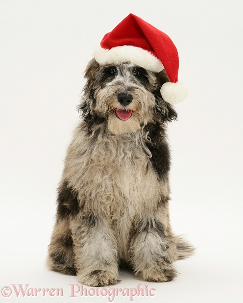 Blue merle Cadoodle bitch (Collie x Poodle), Kizzy, wearing a Father Christmas hat, white background