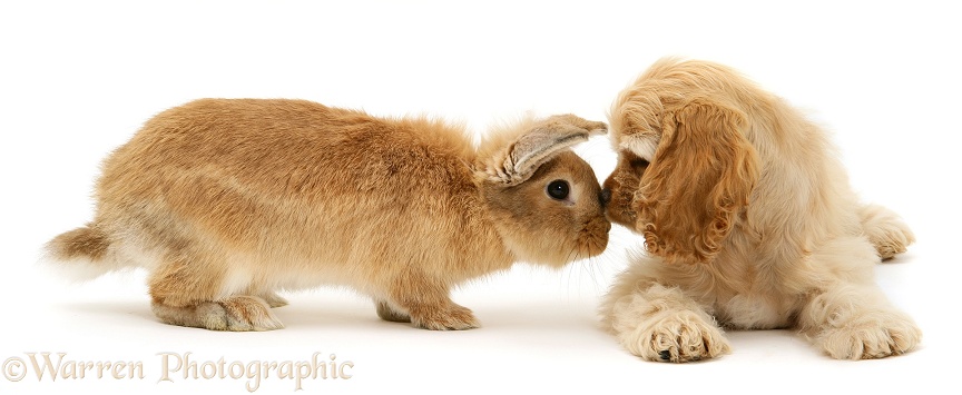 Buff American Cocker Spaniel pup, China, 10 weeks old, nose-to-nose with Sandy Lionhead-cross rabbit, white background