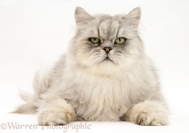 Silver tabby chinchilla Persian male cat, Cosmos, white background