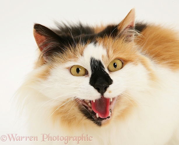 Tortoiseshell-and-white female cat, Maudi Blacknose, snarling, white background