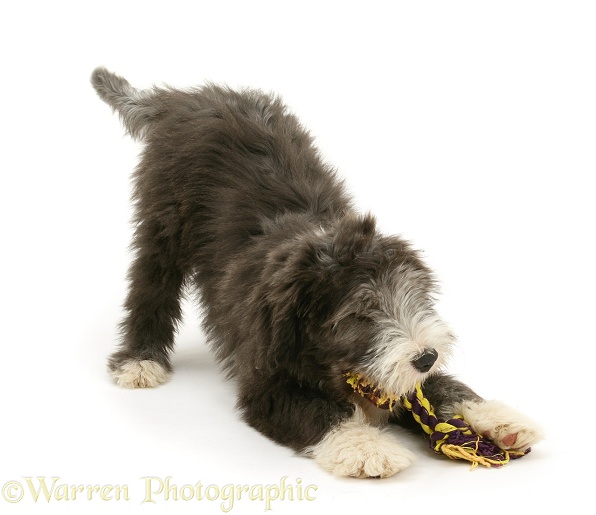 Blue Bearded Collie pup, Misty, 3 months old, in play-bow, playing with a ragger toy, white background