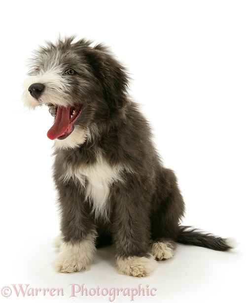 Blue Bearded Collie pup, Misty, 3 months old, white background