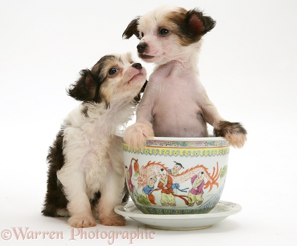 Puff and naked Chinese Crested pups in a Chinese pot, white background