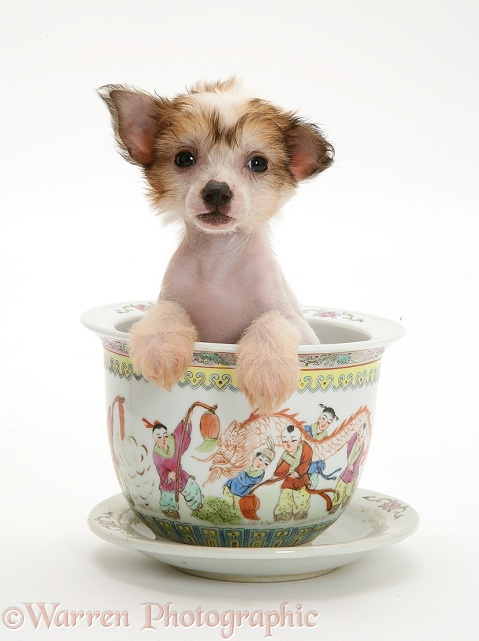 Naked Chinese Crested pup in a Chinese pot, white background