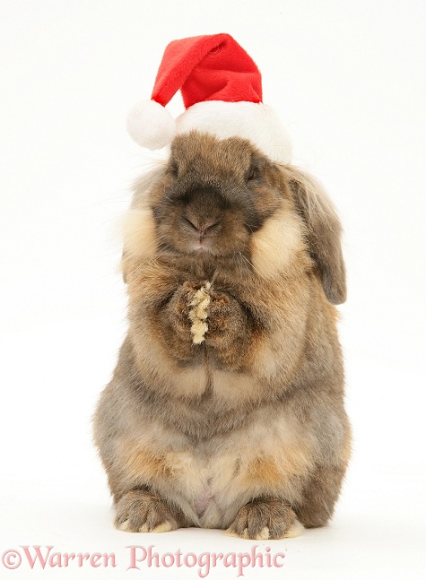 Lionhead rabbit with Santa hat on, washing itself, white background