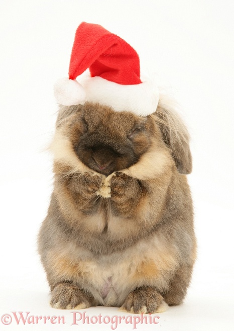 Lionhead rabbit with Santa hat on, washing itself, white background