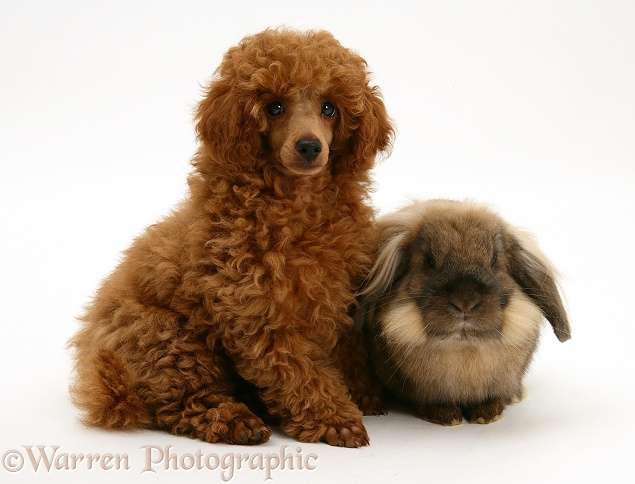 Red Toy Poodle pup, Reggie, 12 weeks old, with a Lionhead rabbit, white background