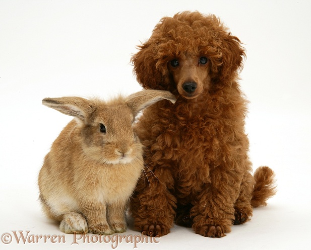 Red Toy Poodle pup, Reggie, 12 weeks old, with a Lionhead-cross rabbit, white background