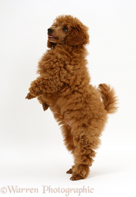 Red Toy Poodle pup, Reggie, 12 weeks old, white background