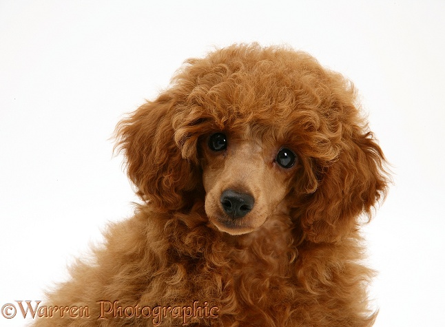 Red Toy Poodle pup, Reggie, 12 weeks old, white background