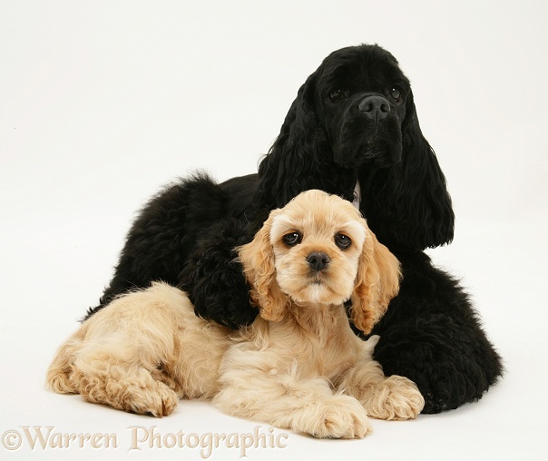 Black American Cocker Spaniel, Josie, 13 months old, with buff American Cocker Spaniel pup, China, 11 weeks old, white background