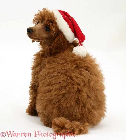 Red Toy Poodle pup, Reggie, 12 weeks old, wearing a Father Christmas hat, white background