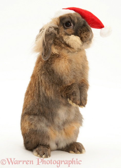 Lionhead rabbit with Santa hat on, white background