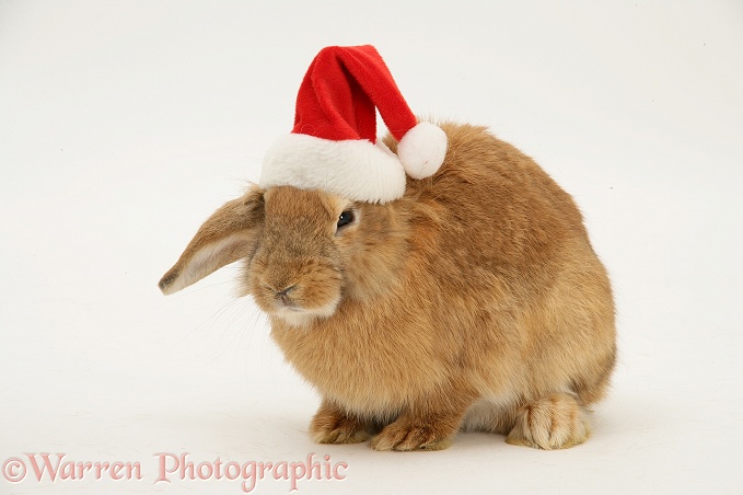 Lionhead-cross rabbit with Santa hat on, white background