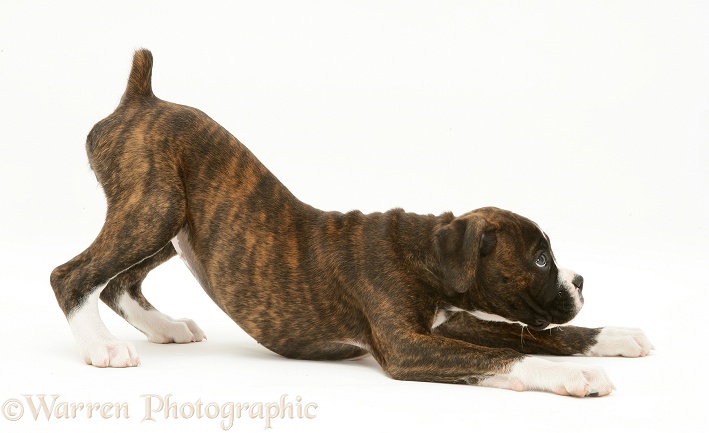Brindle Boxer pup, Lily, 9 weeks old, in play-bow, white background